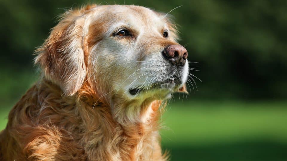Purebred Golden Retriever dog outdoors on a sunny summer day.