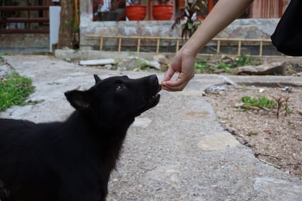 Hand feeding food to timid black dog in rural setting