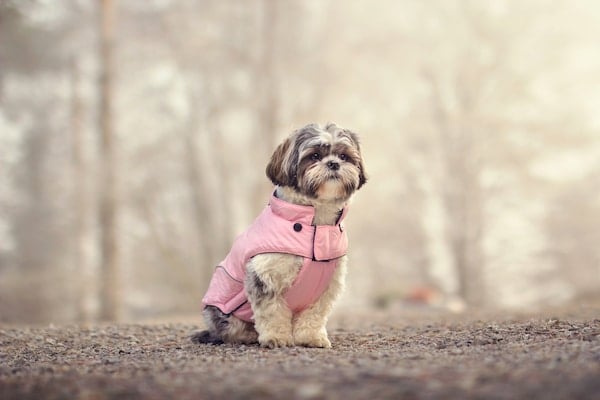 Shih tzu posing in a pink winter jacket