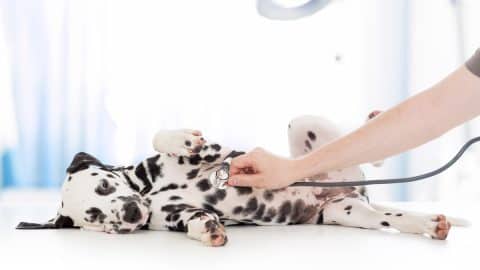 clinical dog examination by veterinary doctor with stethoscope