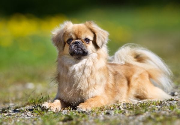 Tibetan Spaniel sitting in grass