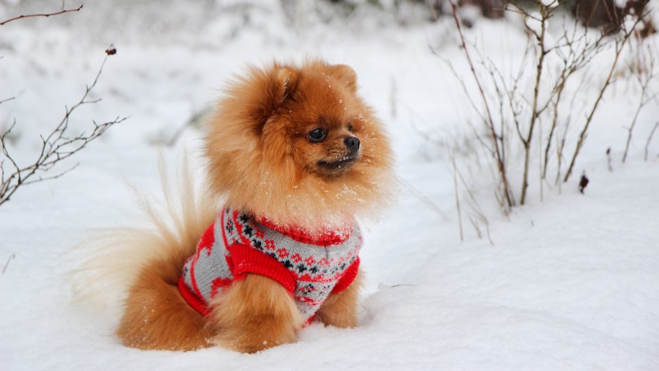 Pomeranian dog sits in a snowy forest.