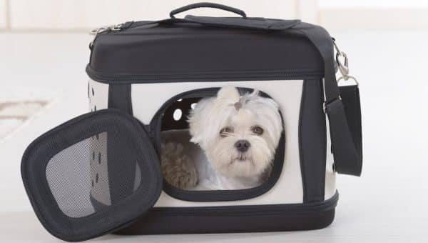 Small Maltese dog sitting in travel carrier