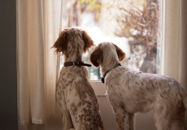 Two dogs peering out of window