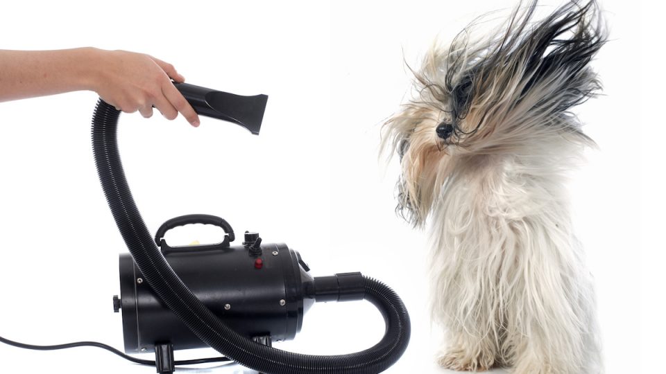 Long-haired dog getting blow dried