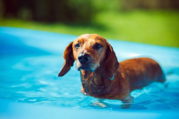 Dachshund in a swimming pool