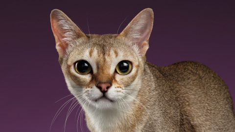 a Singapura cat looks at the camera