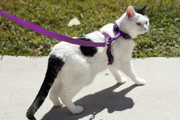 cat on purple leash and harness outside