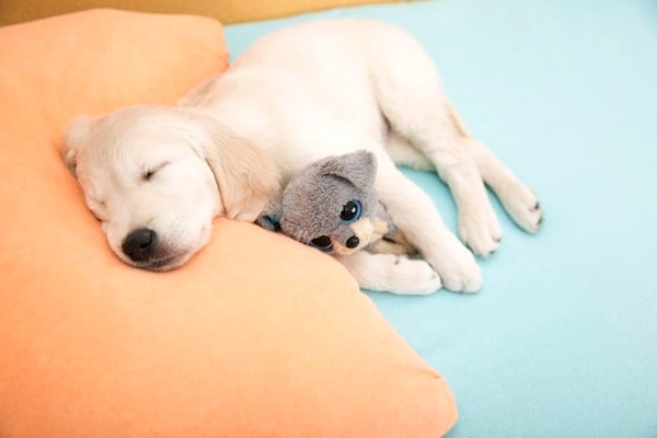 golden retriever puppy sleeping with toy on the bed