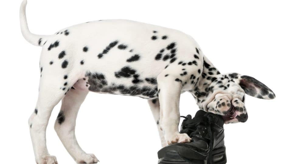 Dalmatian puppy chews a shoe