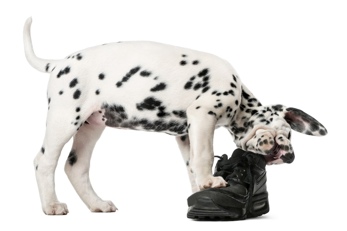 The 12 Best and Safest Chew Toys for Teething Puppies