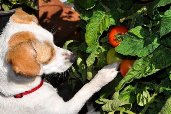Dog investigates tomatoes in garden