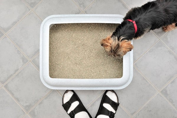 Small Terrier looking at the litter box