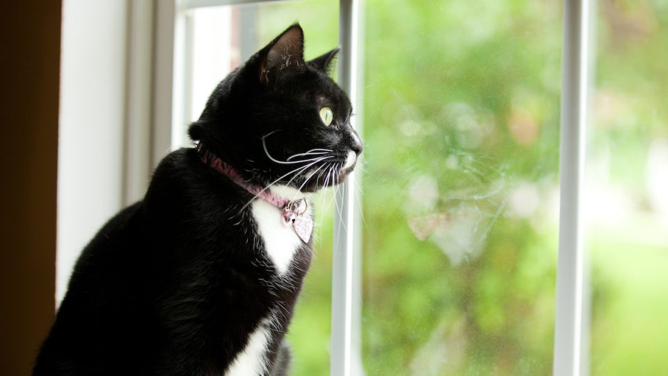 A black and white cat sitting near a window looking outside