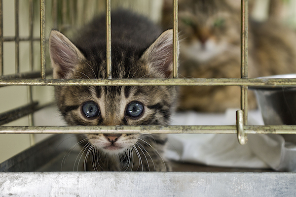 kitten looking out from cage
