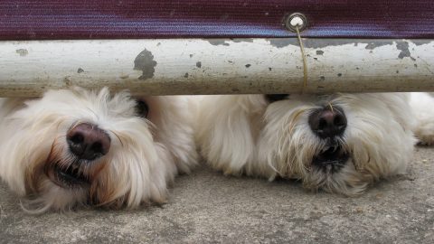 Two dogs peeking out from beneath fence