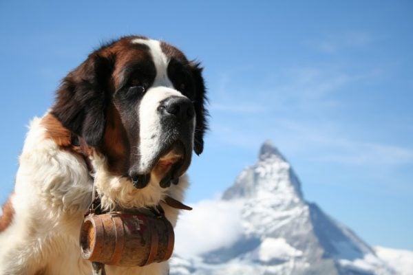 Saint Bernard against background of mountain and blue sky
