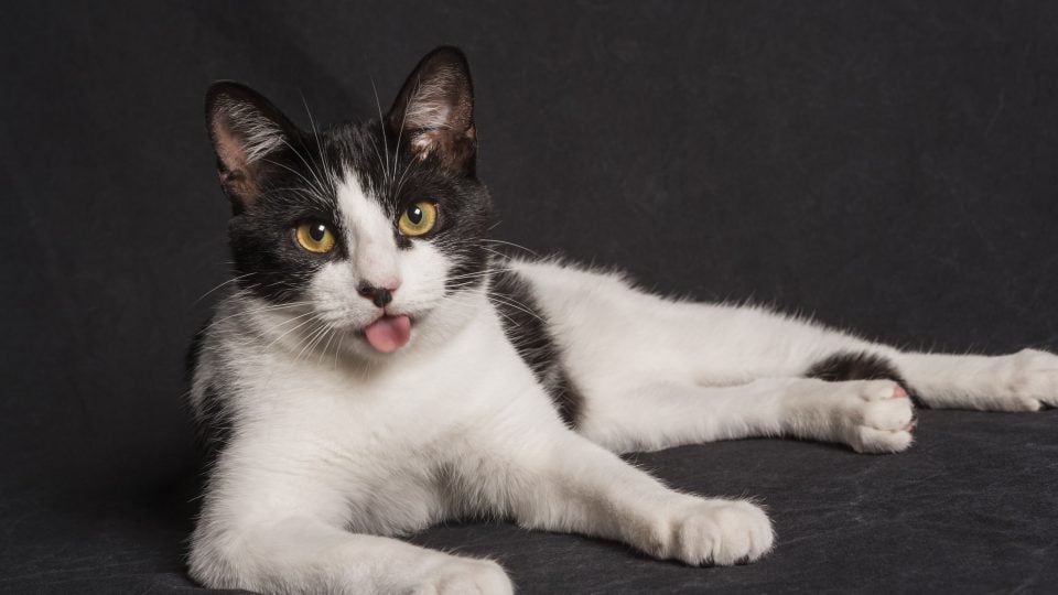 black and white cat with tongue sticking out