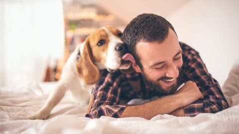 a beagle licks a man on his face