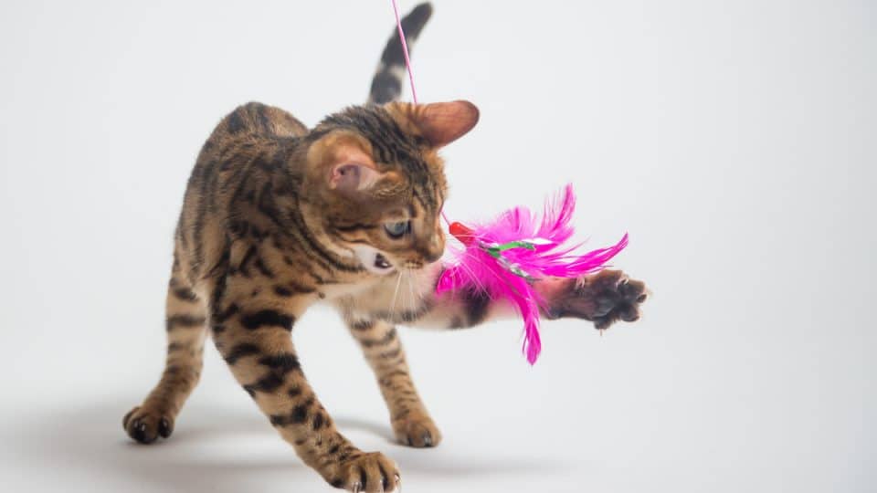 Bengal cat playing with pink toy on white background