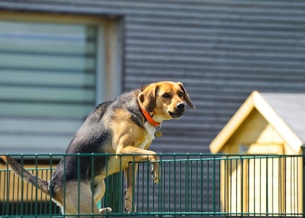 Dog climbing over wire fence at daycare