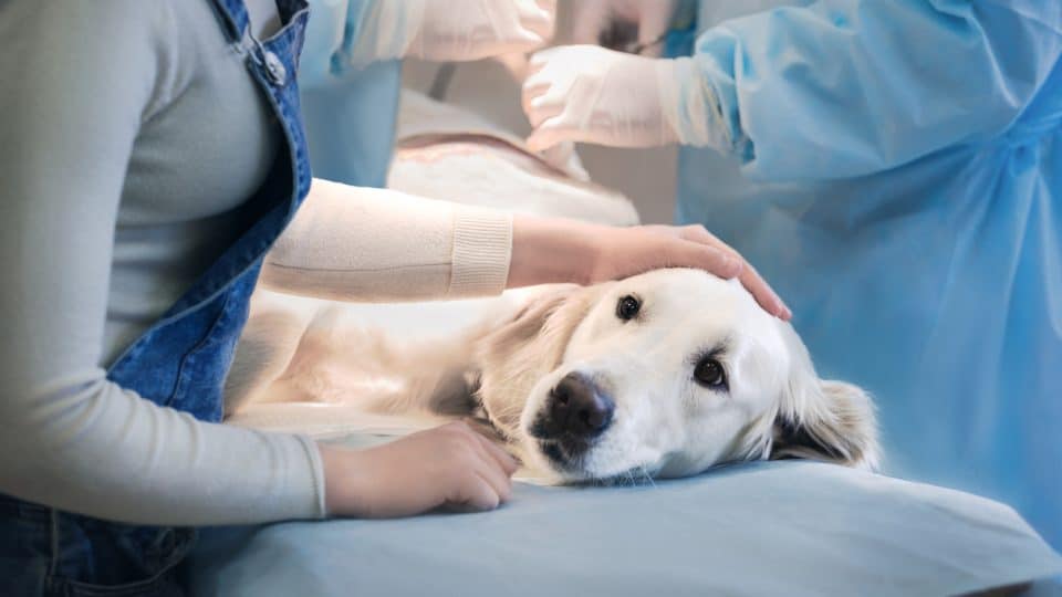 Dog in surgery