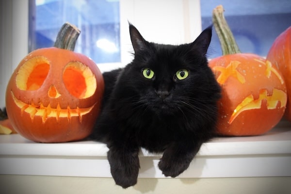 Black cat sitting in window sill surrounded by carved pumpkins