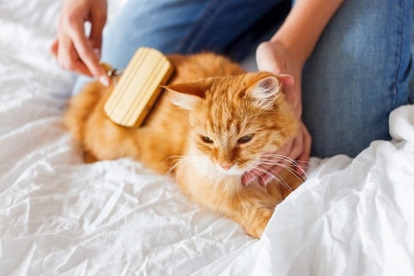 Person brushing cat