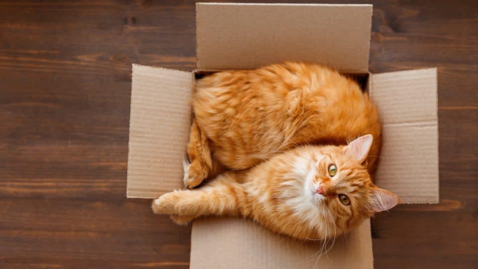 Ginger cat lies in box on a wood floor and looks at the camera.