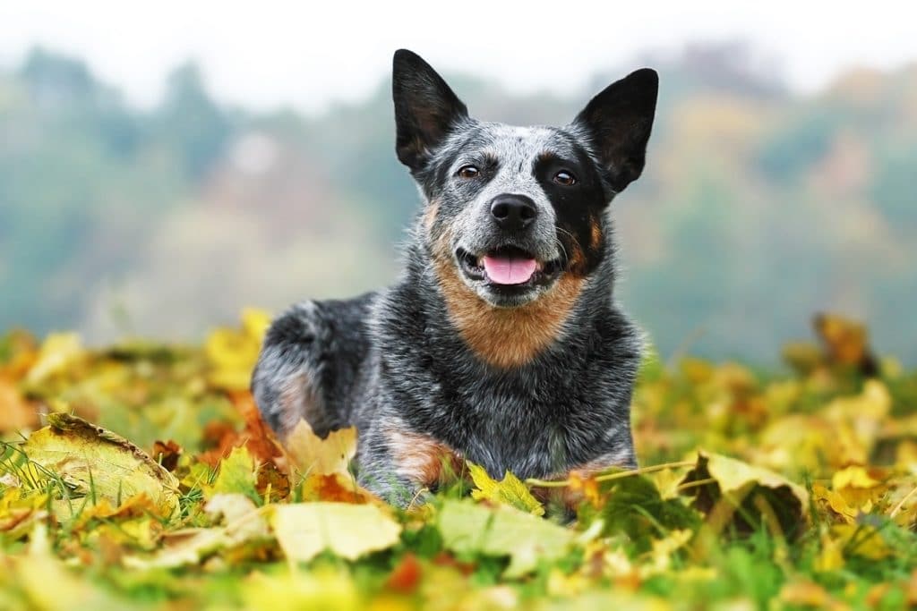 beautiful australian cattle dog