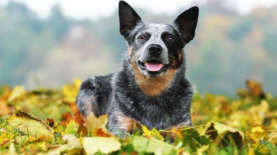 8 Things You Didn't Know About Australian Cattle Dogs | The Dog People by  Rover.com