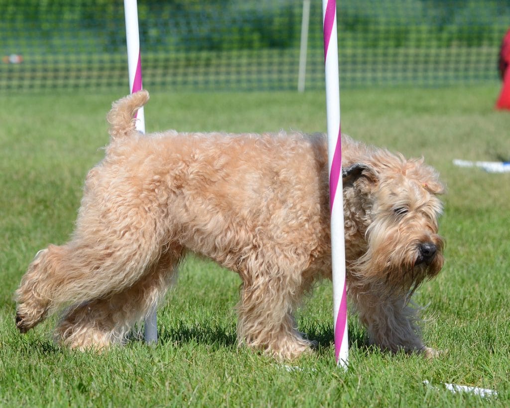 Irish Soft-Coated Wheaten Terrier Weaving Through Poles at a Dog Agility Trial