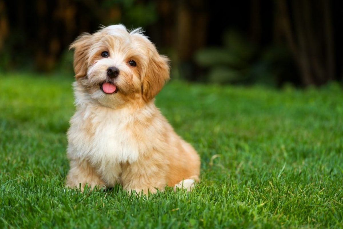 Top 5 Havanese Haircut Styles | The Dog People by 