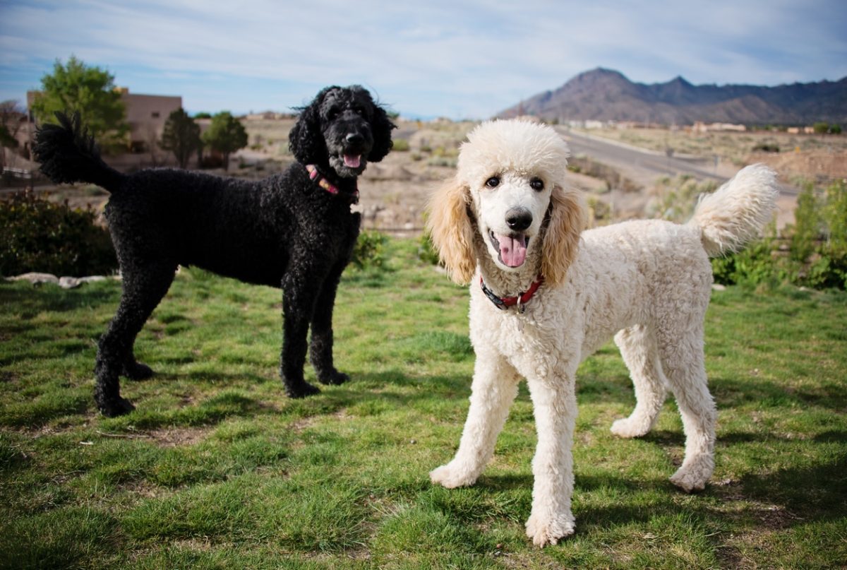 Over 300 Most Popular Poodle Names