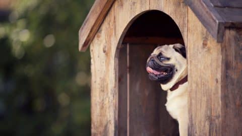Pug sitting happily in wooden dog house outside