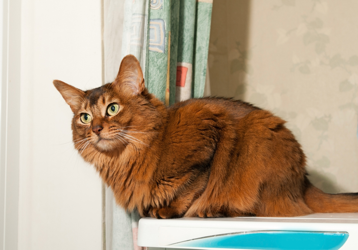 Somali Cat