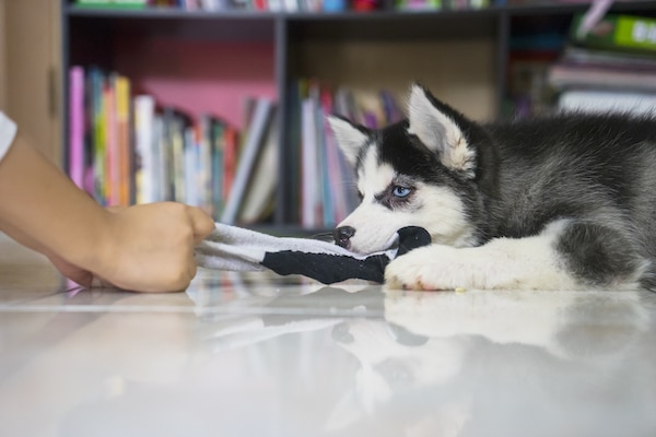 Picture of a funny husky puppy playing with a sock at home