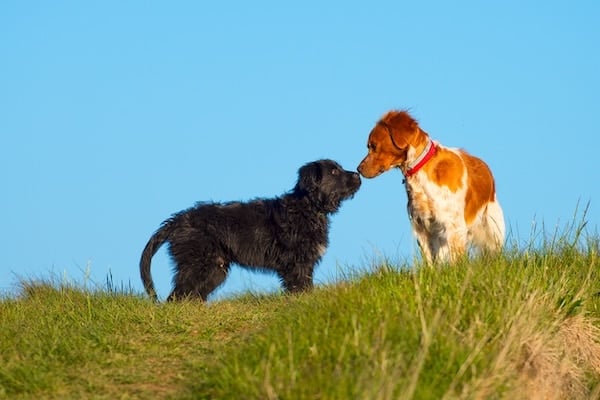 Zwei unterschiedliche Hunde schnüffeln auf einer Wiese