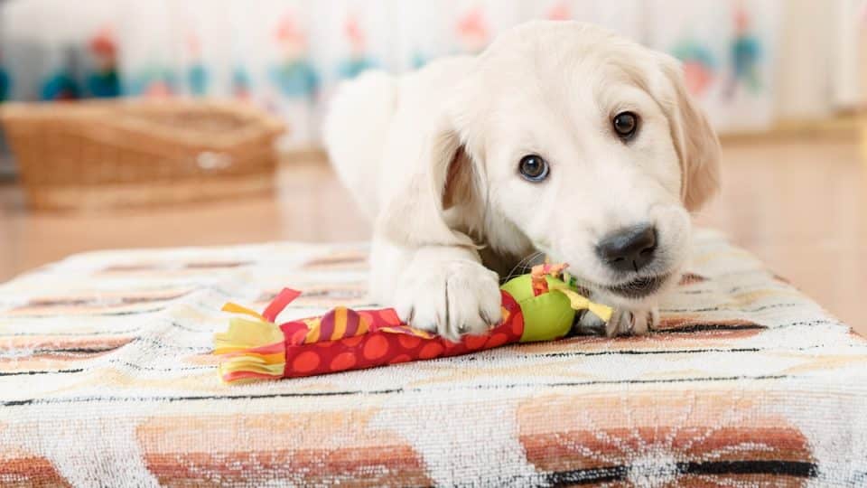 Golden retriever puppy playing with toy at room