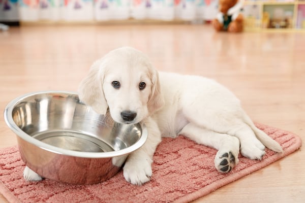 Golden Retriever puppy with food bowl