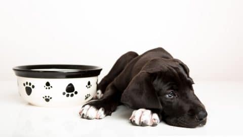 6 weeks old great dane puppy not eating