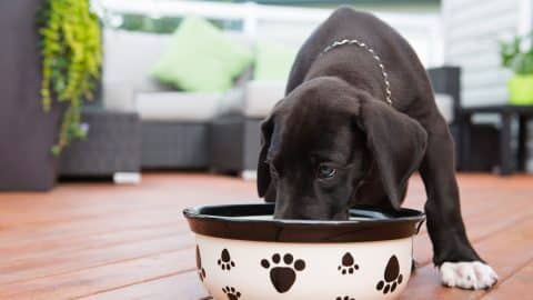 6 weeks old great dane puppy eating