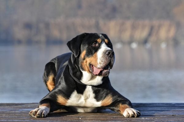 Greater Swiss Mountain Dog sits on dock