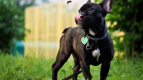 french bulldog considers eating a flying bumblebee
