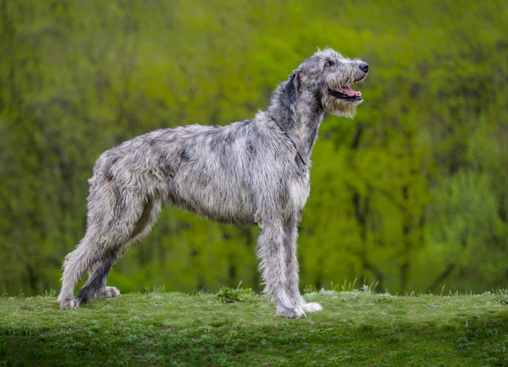 Large Gray Irish Wolfhound sit on a green grass on a green background