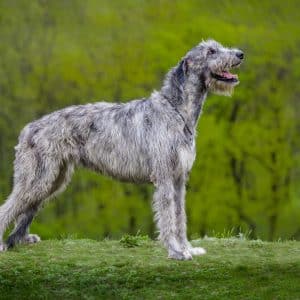 Large Gray Irish Wolfhound sit on a green grass on a green background