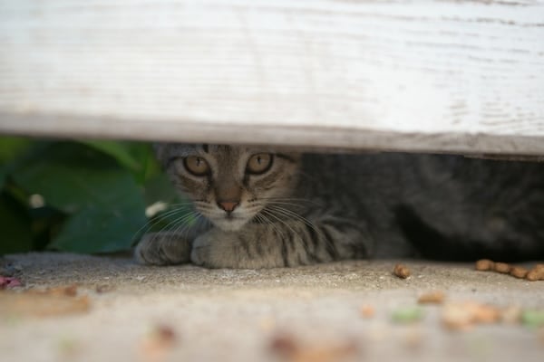 Cat peering out from beneath wooden slat