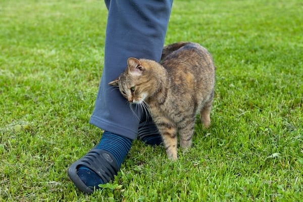 Gray cat rubbing against person's leg outdoors