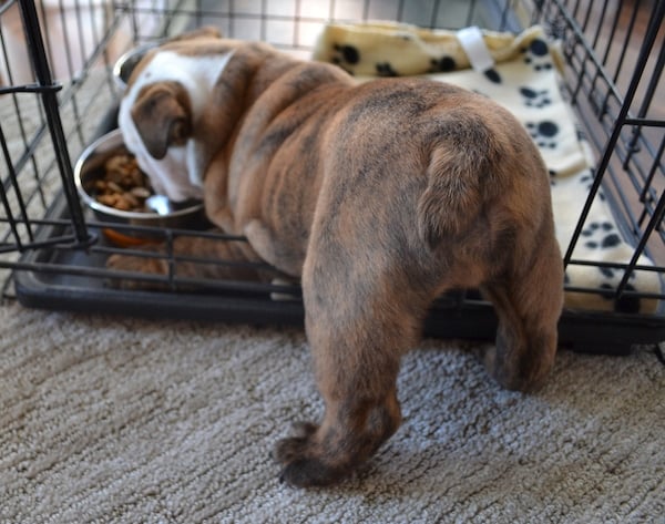An English Bulldog puppy eats in his crate 