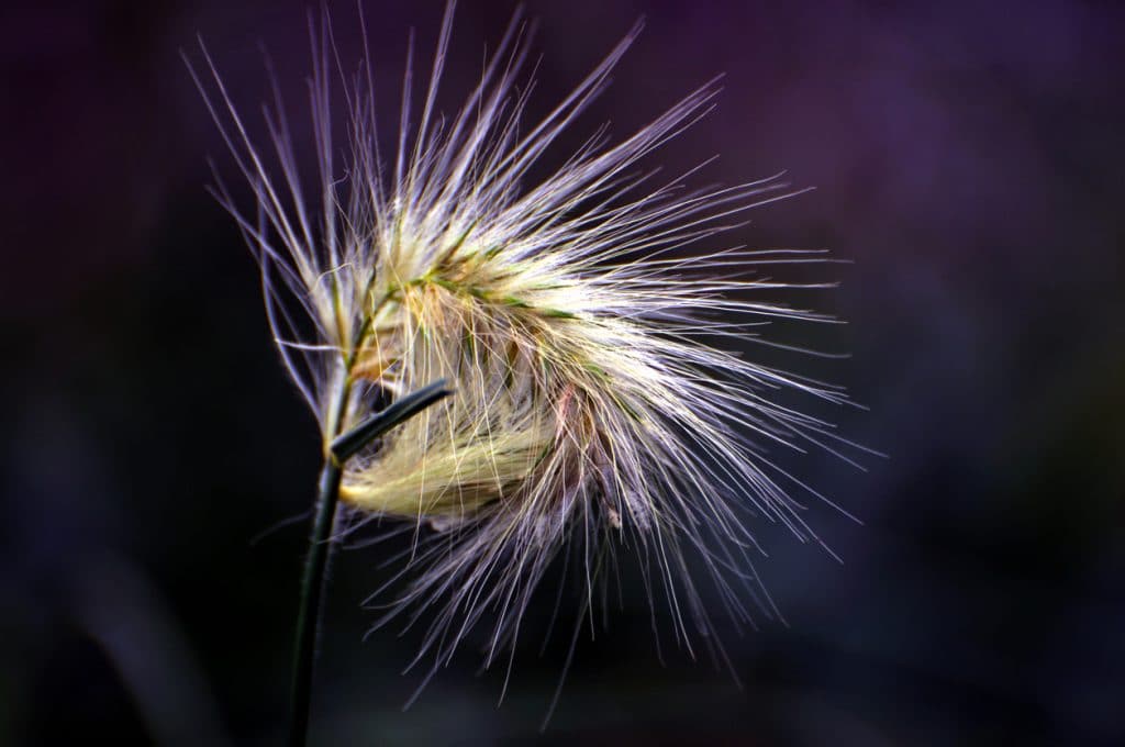 Foxtail grass